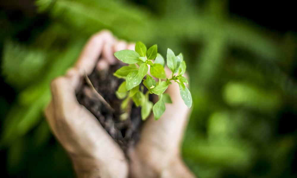 Meio ambiente pedagogo