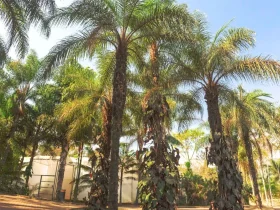 Macauba Palmeira