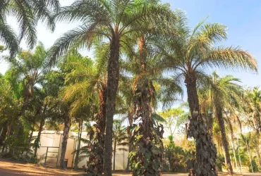 Macauba Palmeira