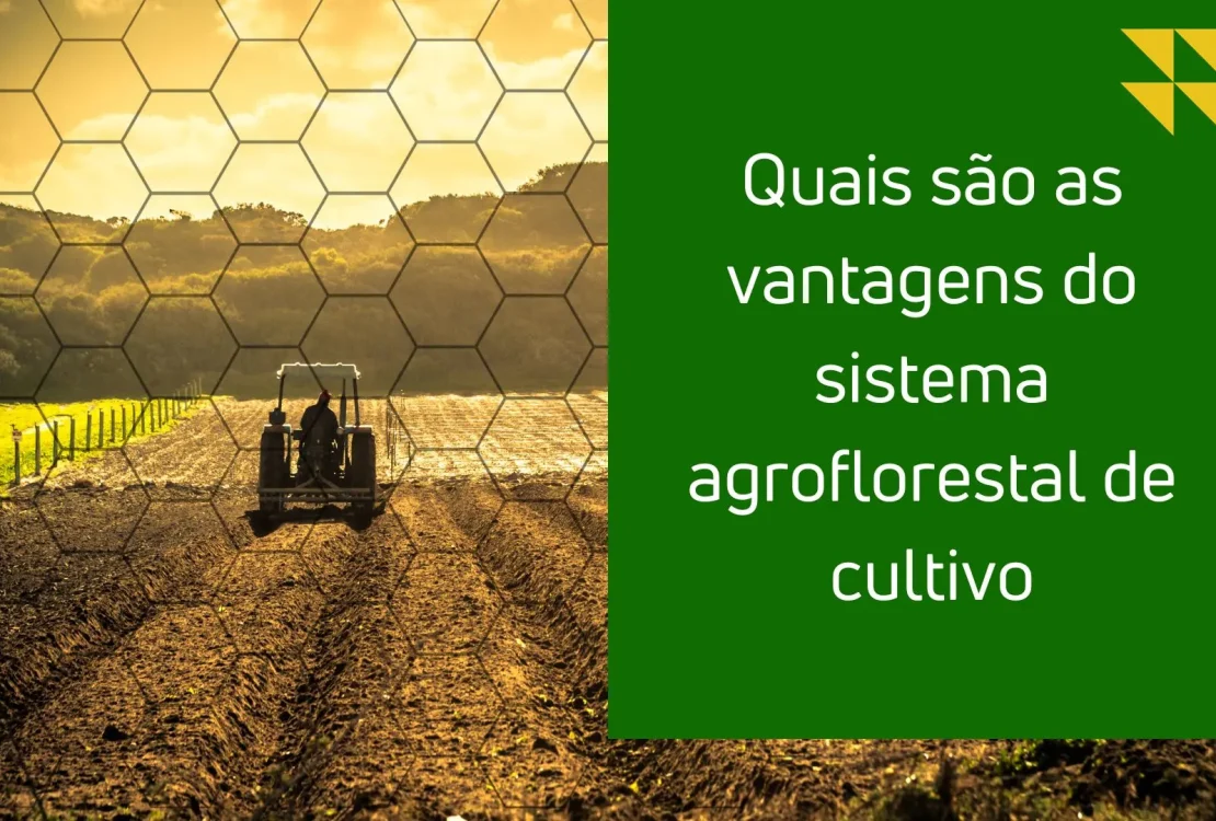 Quais são as vantagens do sistema agroflorestal de cultivo