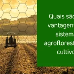 Quais são as vantagens do sistema agroflorestal de cultivo