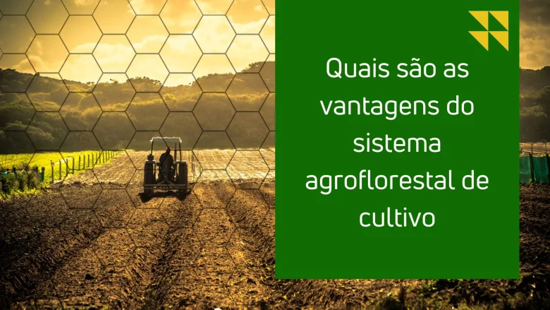 Quais são as vantagens do sistema agroflorestal de cultivo