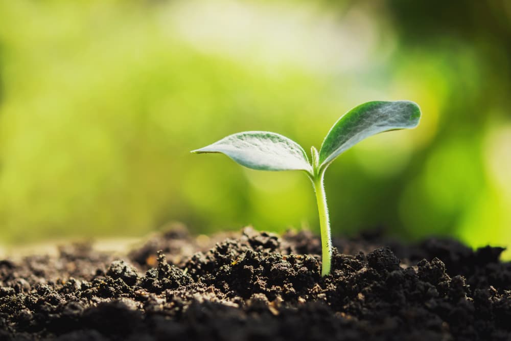 fungicida score para plantas (1)