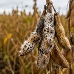 Fungicidas na agricultura