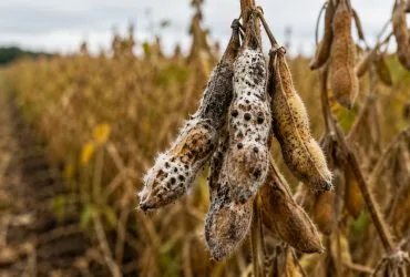 Fungicidas na agricultura