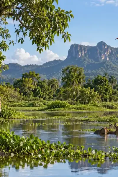 Área de Relevante Interesse Ecológico: O Que É e Como Funciona?